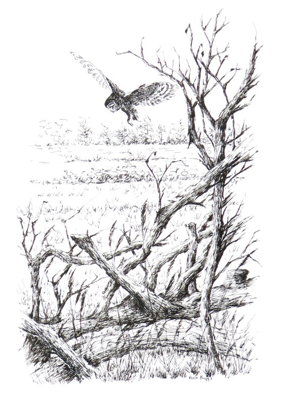 Fenland Owl